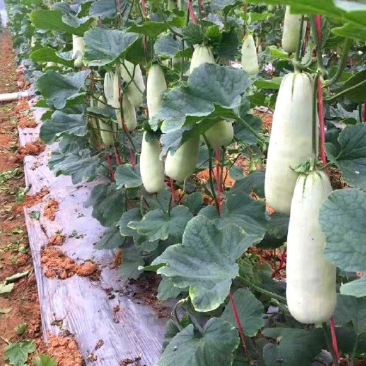 夏邑县羊角蜜甜瓜种子  薄皮杂交，口感酥脆，甜而不腻，肉厚腔小，甜