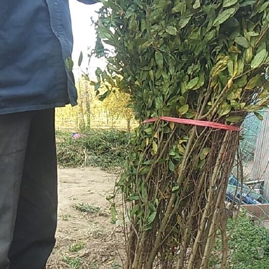 荥阳市河阴软籽石榴树苗 荥阳市君诚软籽石榴有限公司基地发货，货真价实。