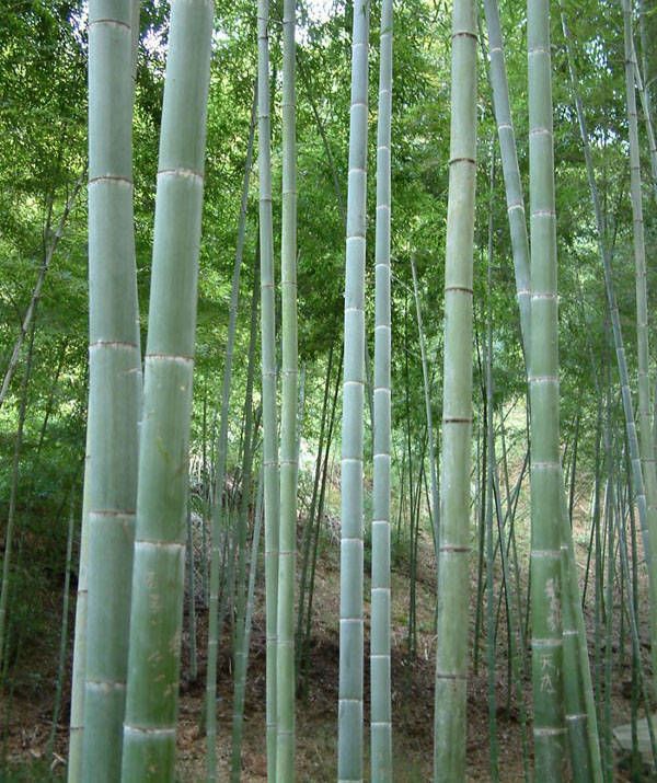 供应大厅  苗木花草  竹子 商品属性 品种名:毛竹 品种名:毛竹 高度:5