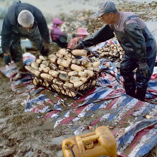 大荔县3735莲藕