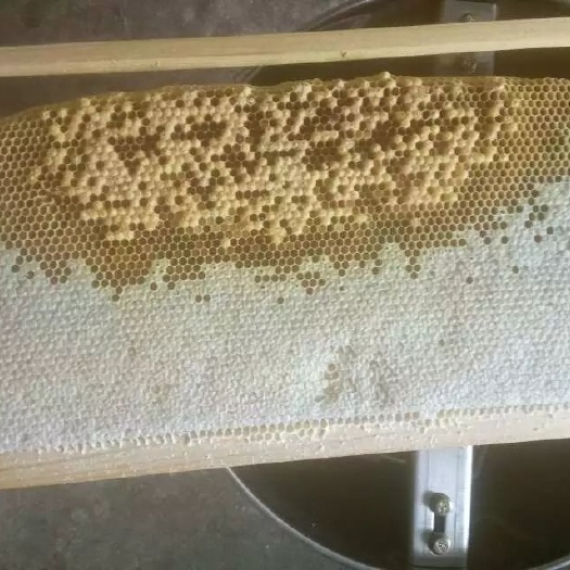 遵义 合作社大量蜂蜜出售