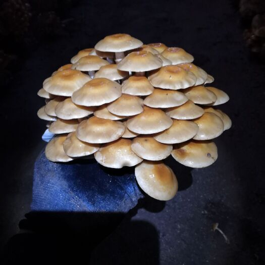 岫岩县滑子菇 人工种植 鲜货