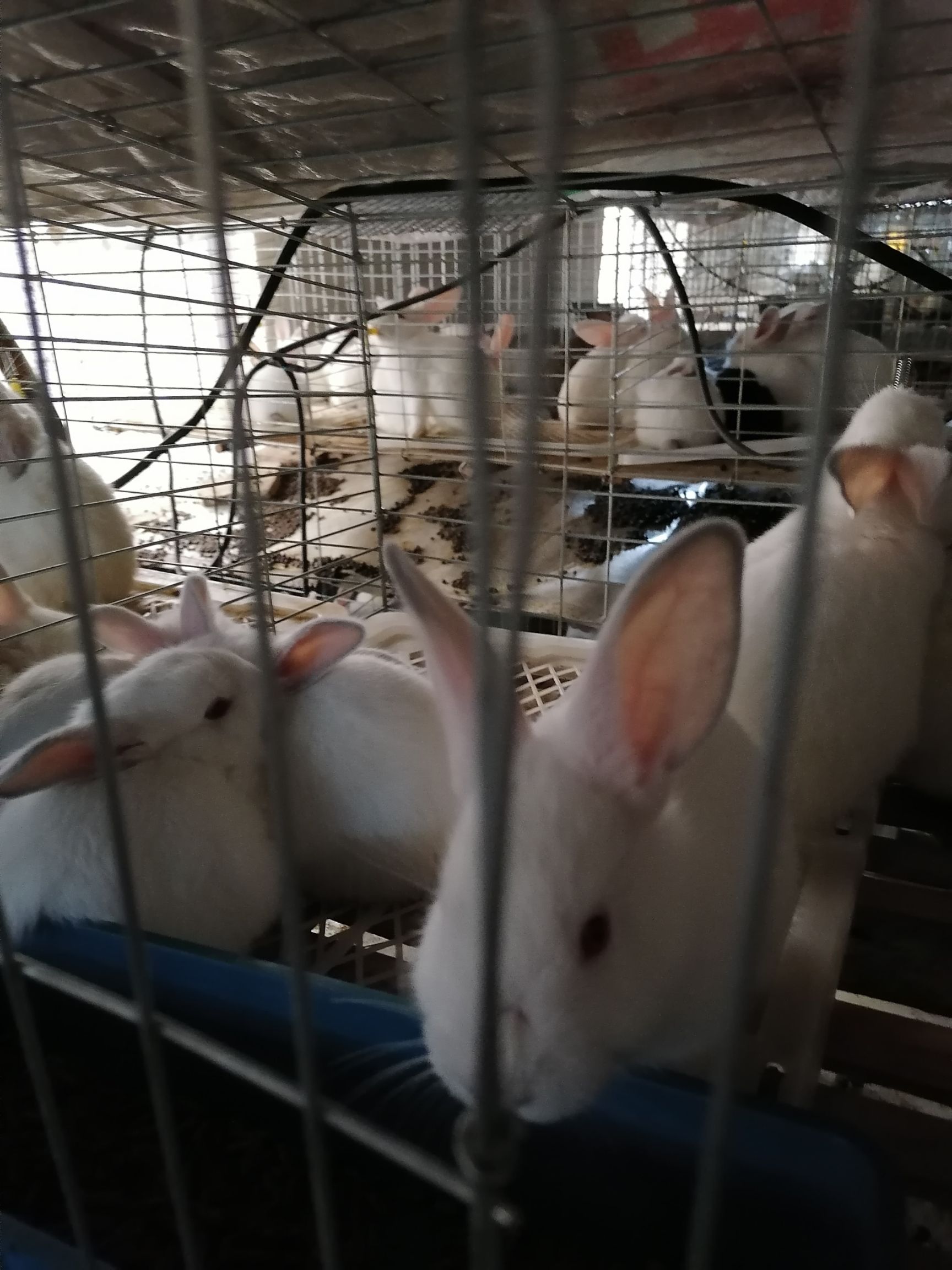 祥云县 有兔子出售，肉兔，可饲养，欢迎来咨询。