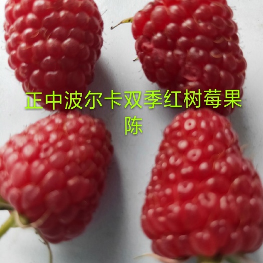 白山红树莓苗  树莓苗