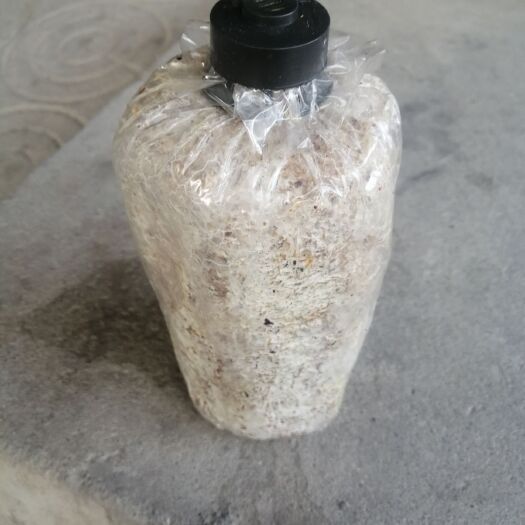 邵武市竹荪菌种