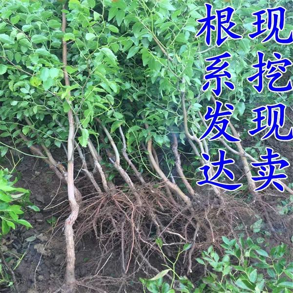 龙须枣苗 龙须枣