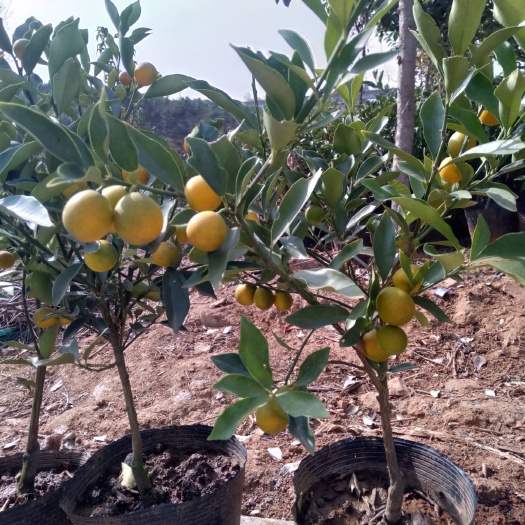 沂水县脆皮金桔  特甜，三年苗