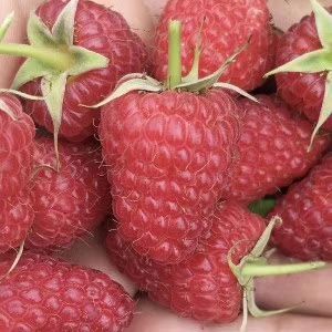 当年结果新品种优质双季红树莓苗一手货源