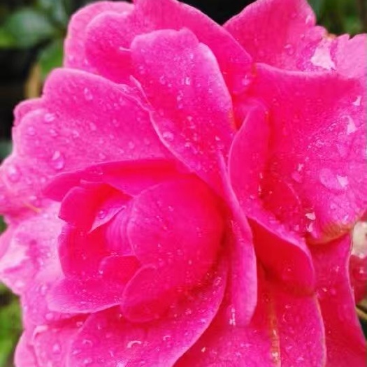 腾冲市山茶花 50~80cm