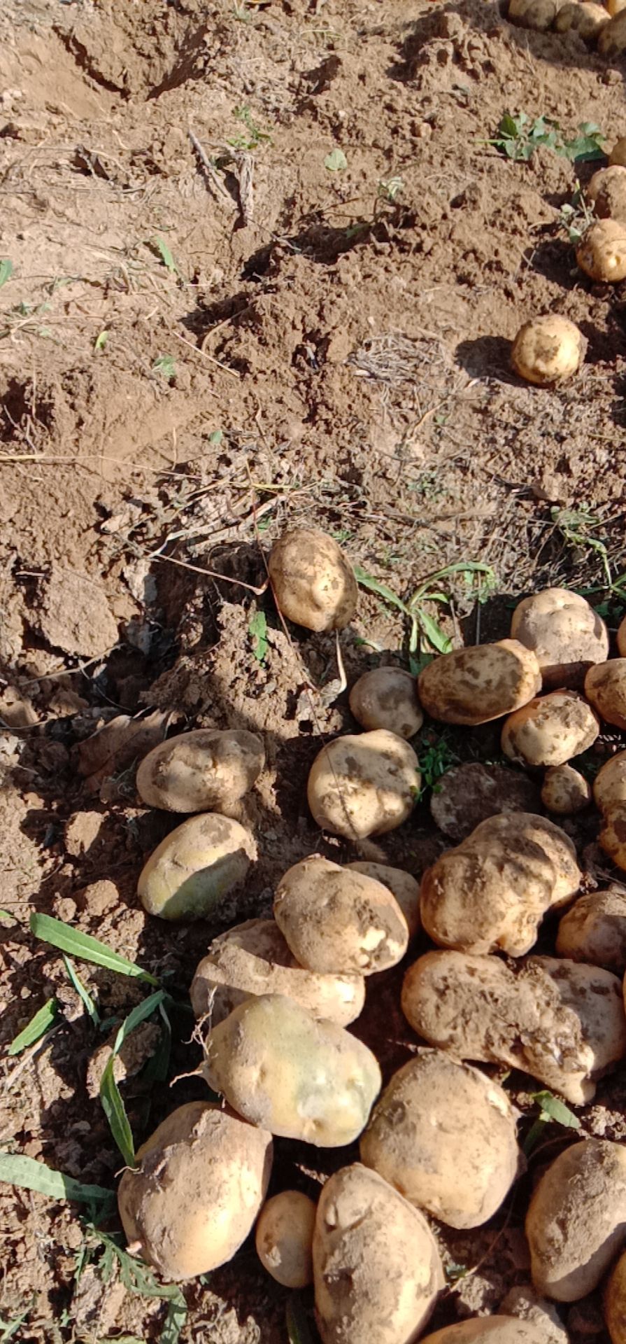  农村新鲜白土豆红土豆