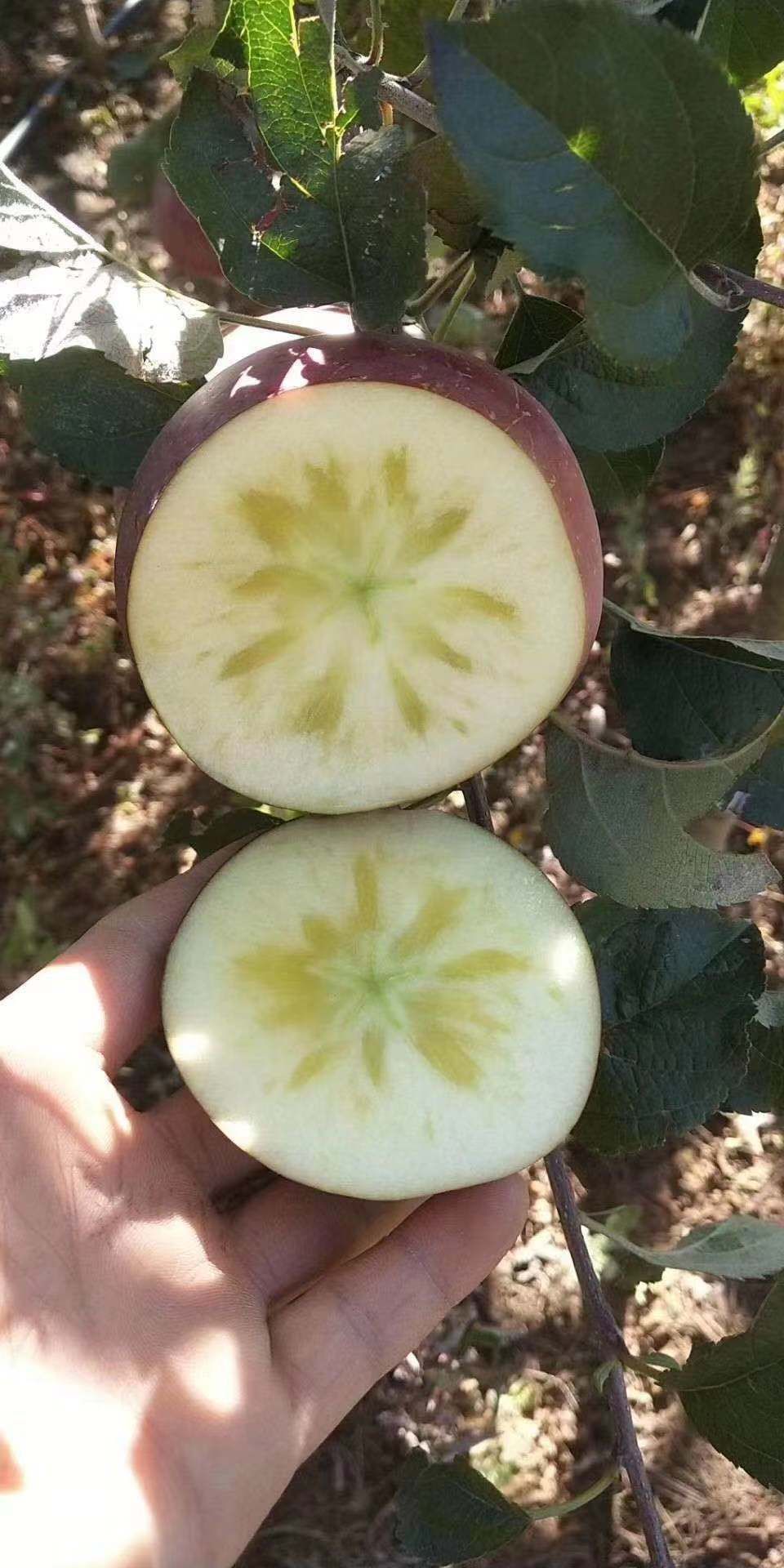  大凉山盐源糖心丑苹果大果10斤. 58元包邮，一件代发