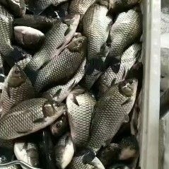 西安异育银鲫  精品一手江苏鲫鱼