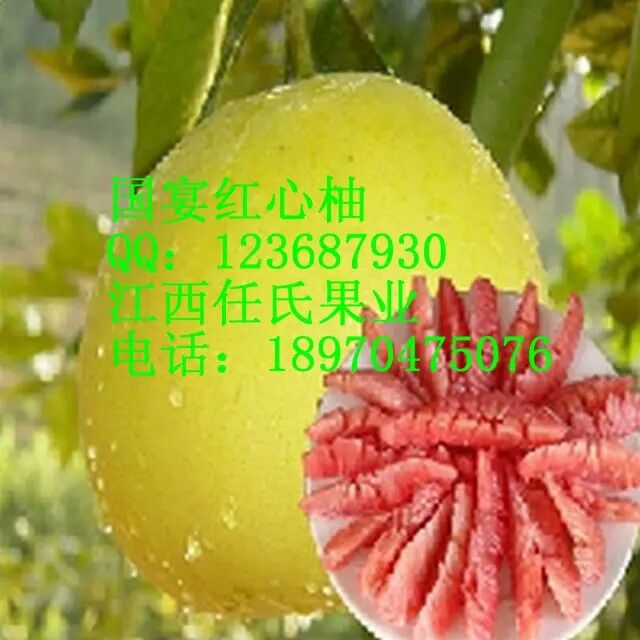  馬家柚苗 文旦蜜柚苗 四季柚苗 強(qiáng)德勒紅心柚苗 矮晚柚苗