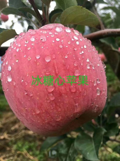 茂县 四川省阿坝洲特色水果冰糖心苹果