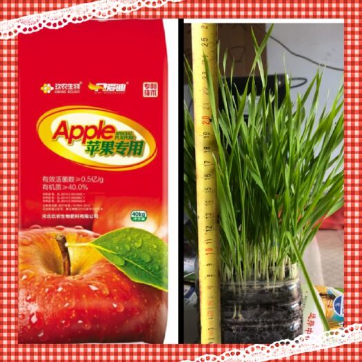 石家庄果树专用肥