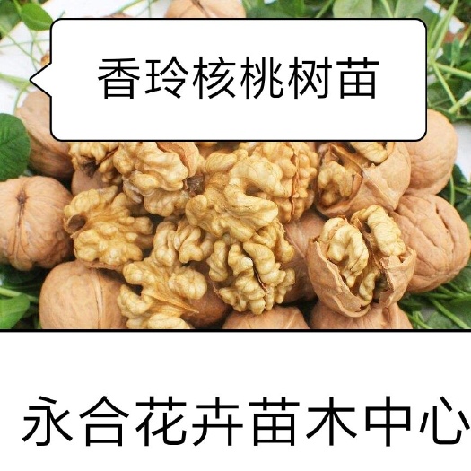 平邑县香玲核桃苗 香玲核桃树苗，又香又好吃，口感好，现挖现发，诚信经营。