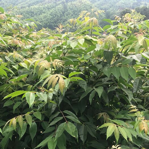 弋阳县 单叶蔓荆子苗批发出售，当年种植，当年收成。