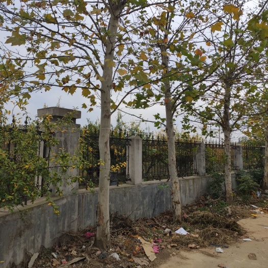 信阳速生法桐 法桐大量货源产地直销