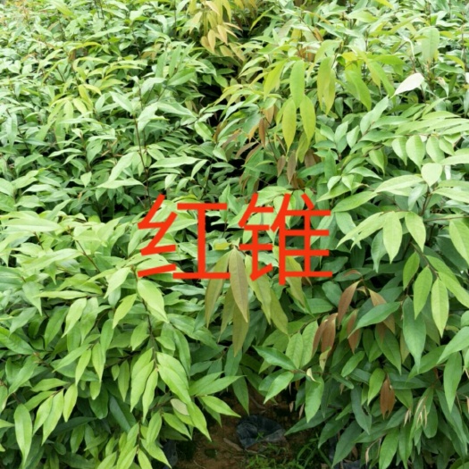 广州普通楠木 大量供应红锥树苗
