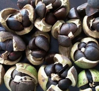 祁门县油茶籽 山茶油籽: