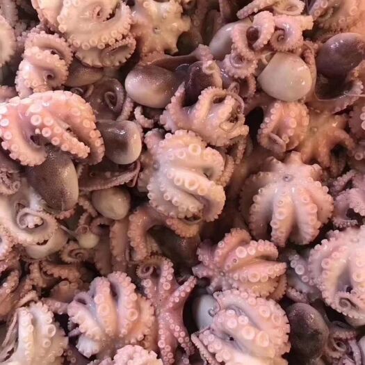 连云港章鱼  熟八爪5个头