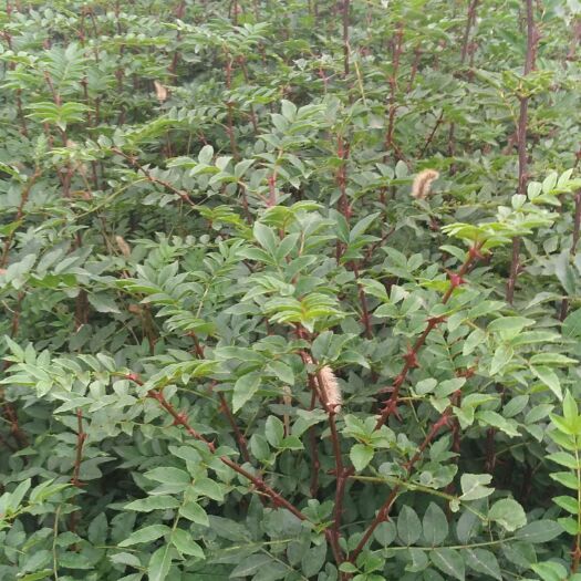 绛县 自家大红袍狮子头花椒苗大量供应