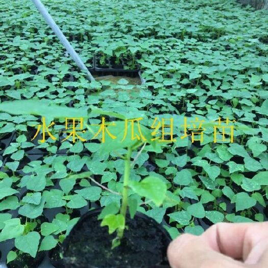 江门红心木瓜苗  广西组培水果木瓜苗，大白水果木瓜苗，中白水果木瓜苗
