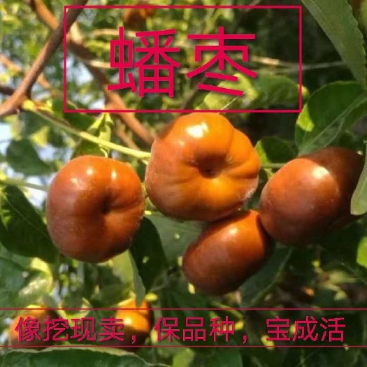 平邑县 蟠枣树苗新品种，脆甜爽口，基地供应，现挖现发保品种保成活。