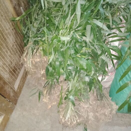 凤冈县黄精种苗