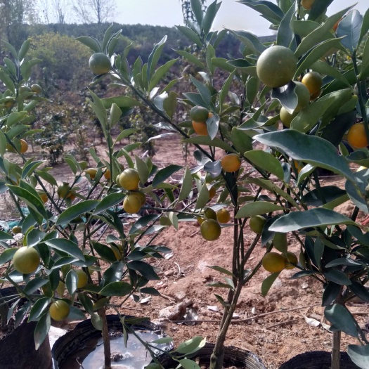 沂水县脆皮金桔 特甜，无酸辣味