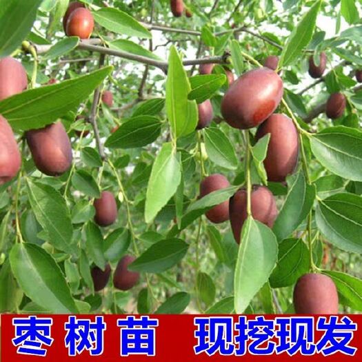 平邑县龙须枣苗 龙须枣