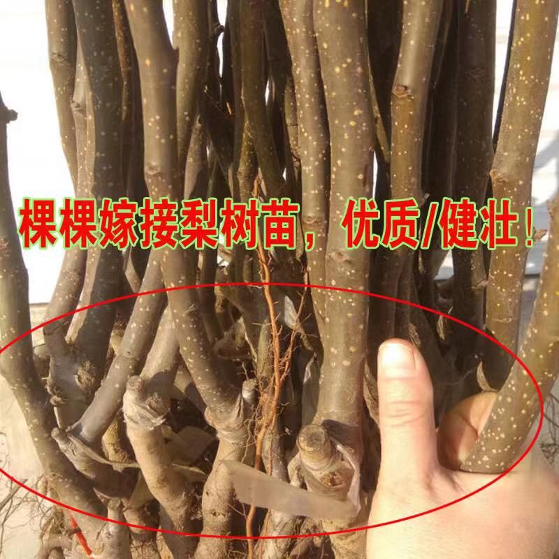  奥红一号红梨苗，两年嫁接成品苗，包成活，包品种，提供种植技