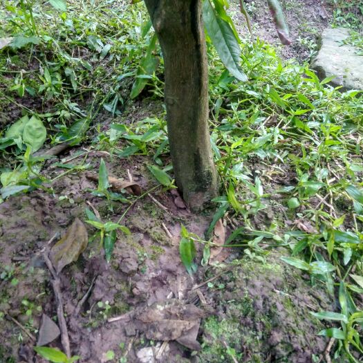 资阳其它苗木 蜜橘树桩