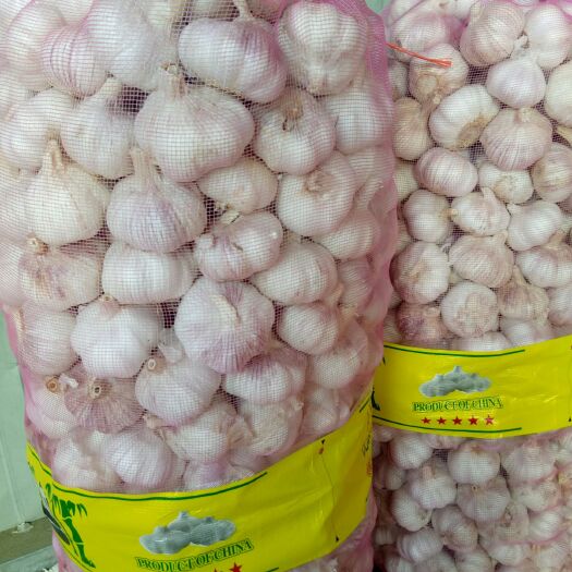 金乡县红皮蒜   金乡大蒜，无糖，无冻瓣，皮红质量好。