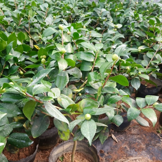 沭阳县 四季茶花带花苞  品种齐全