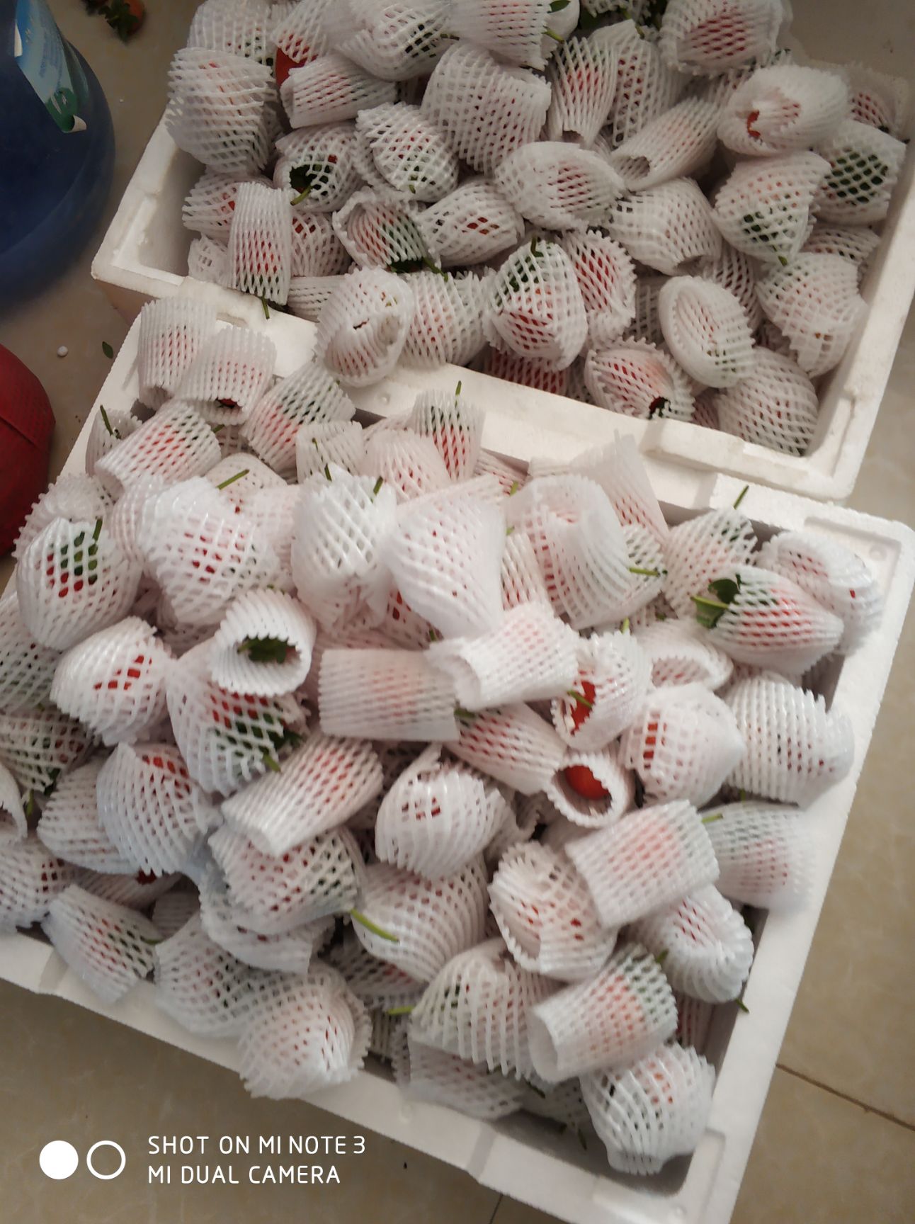  河南草莓，甜查理，宁玉上市