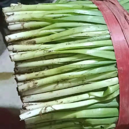 乐亭县大叶韭菜 头茬 35~40cm