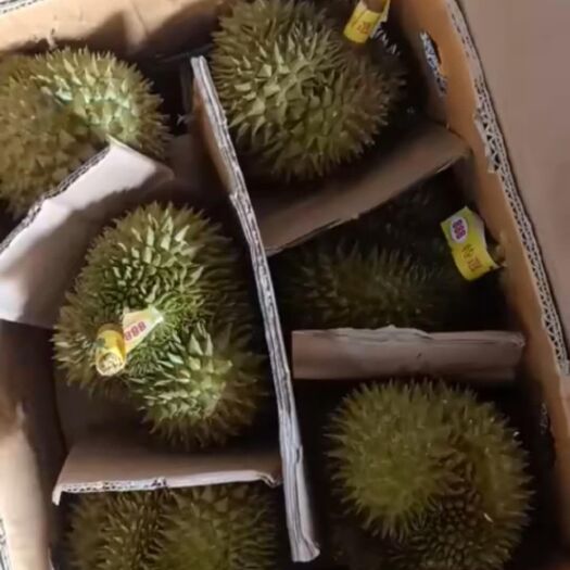 凭祥市 巴掌榴莲新货到柜