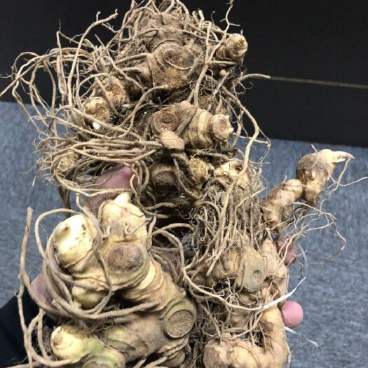 池州 皖南姜型多花甜黄精