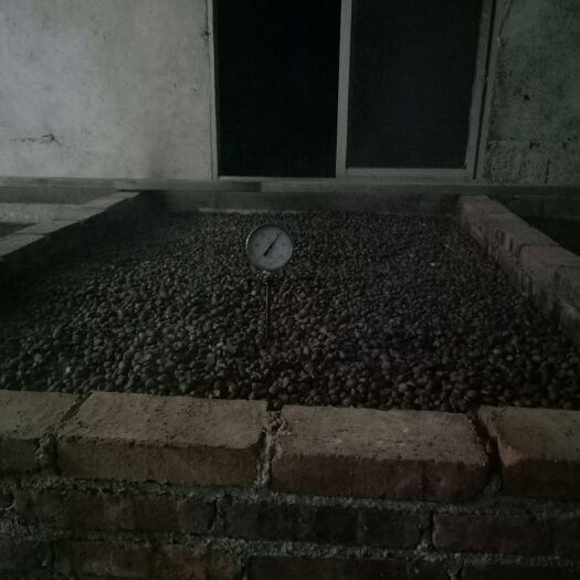 常宁市 霜降收摘的山茶油