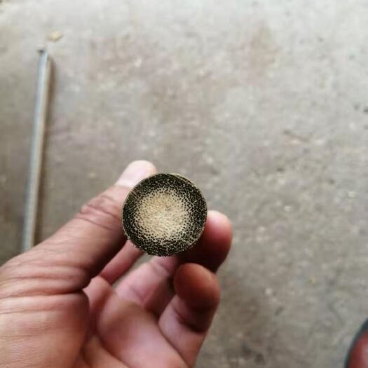 三都县棕竹 实心竹，宗竹