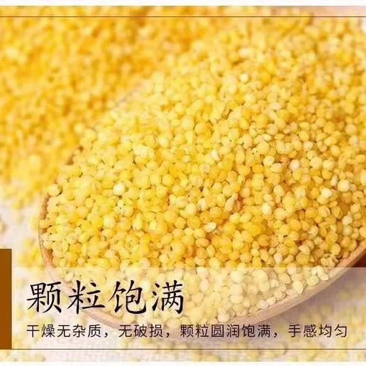 陕北小米 延安小米陕北特产黄小米
