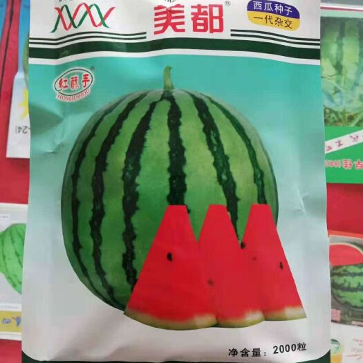 宿州 西瓜苗火热预订中，需要的抓紧时间了。