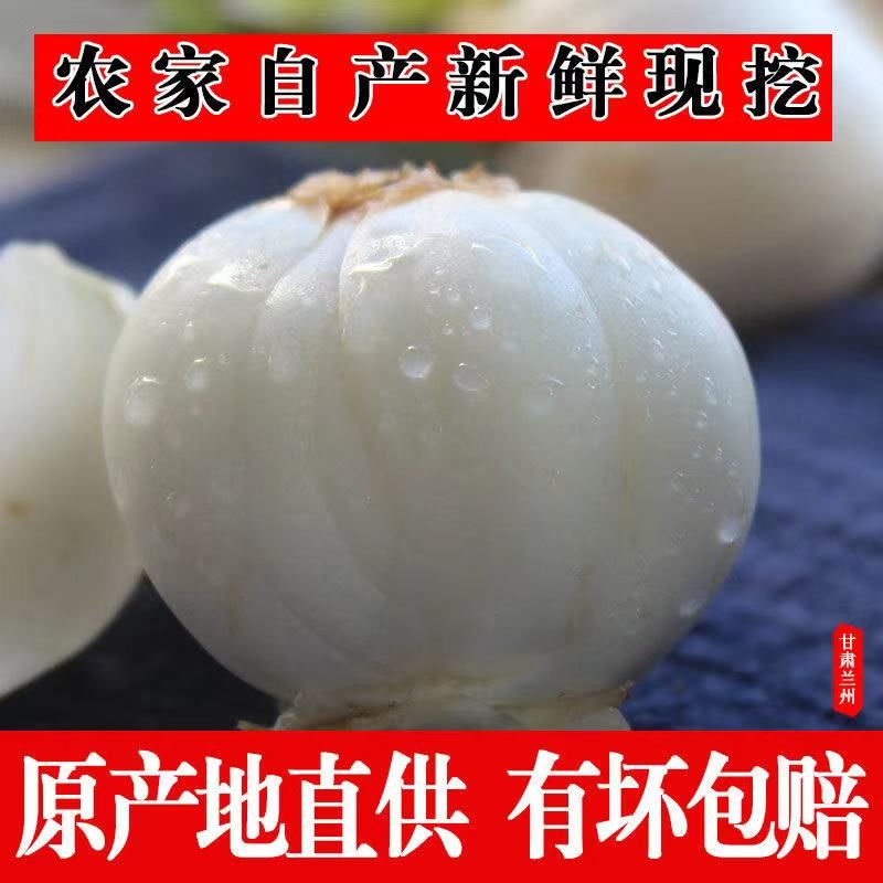 兰州百合 百合6年生甘肃兰州甜百合现挖现卖24小时内发货包邮