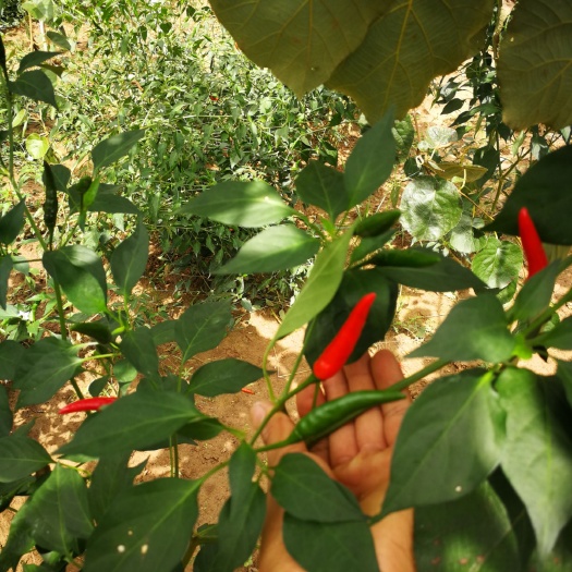 苍溪县 大量出售青小米辣，朝天椒