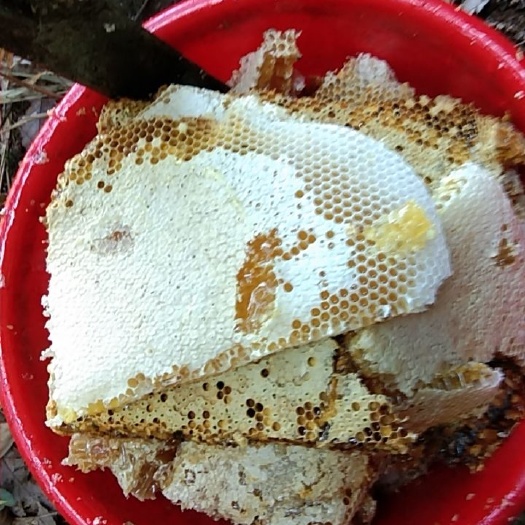 灌阳县蜂蜜  传统养蜂法，蜂桶置于高海拔的石崖上。蜜蜂采集的是山里的百草花