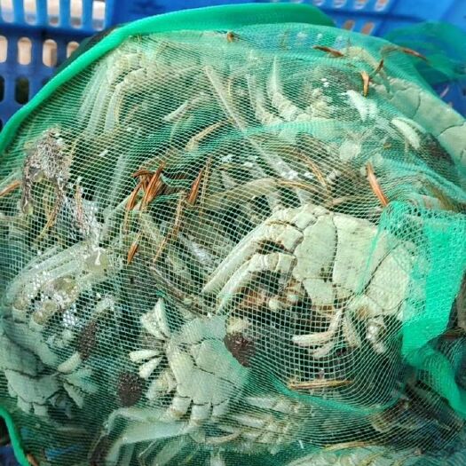 洪湖市阳澄湖镇大闸蟹，红嘴、肥美、味甜、红膏，清水养殖，自产自销