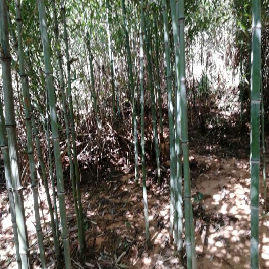 汝城县菜架竹  实心竹.空心竹.苦竹