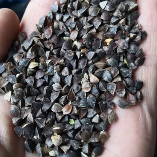林西县 一级荞麦，欢迎采购，可以提供安需包装