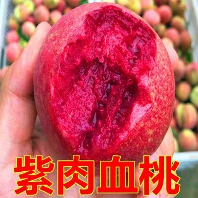 平邑县 紫肉血桃树苗 包品种纯度包成活率 基地直销 可签合同